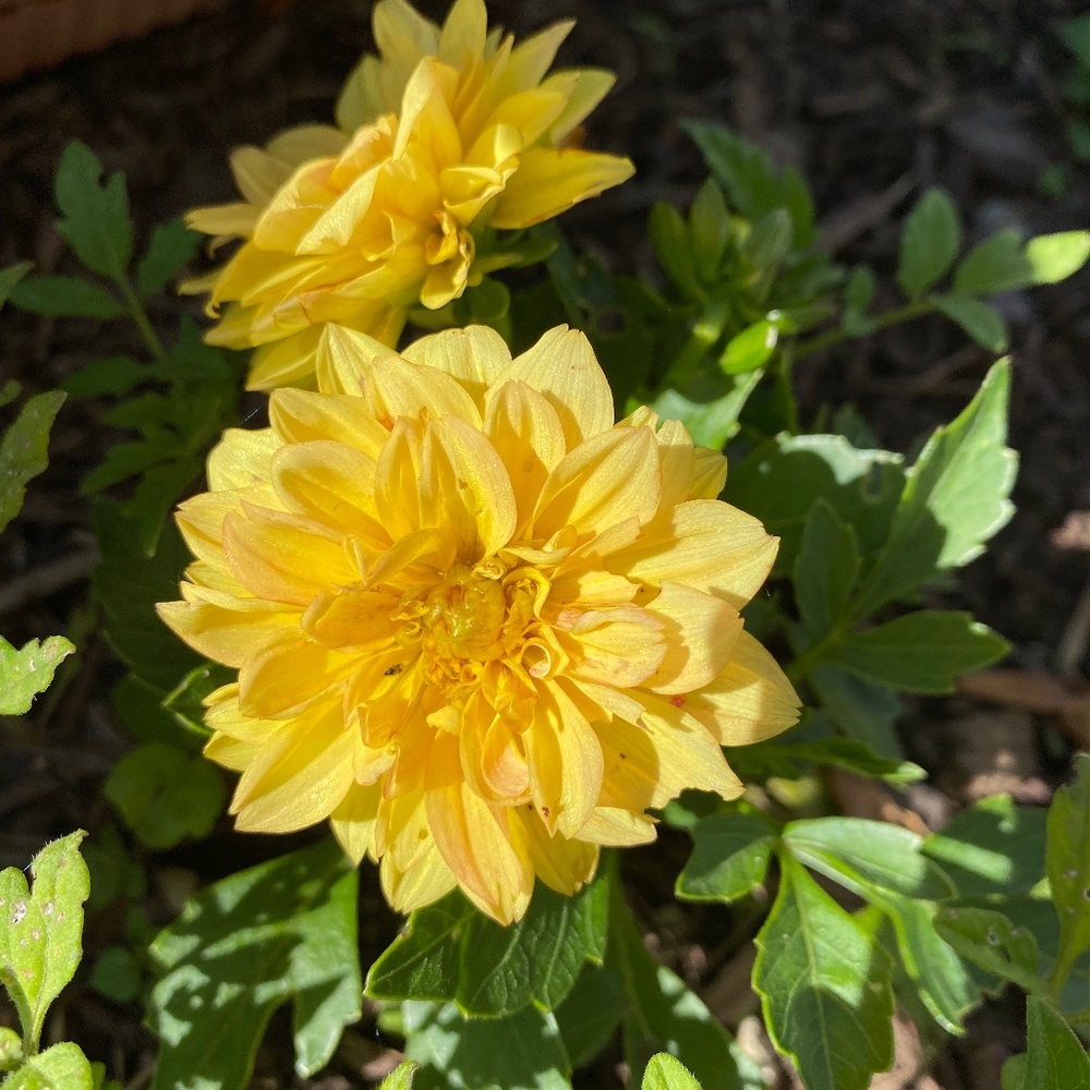 Meet your Posher, Alisha